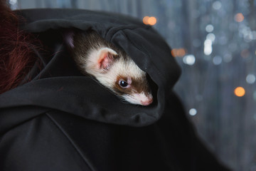 The ferret plays on a festive background and hides in the hood