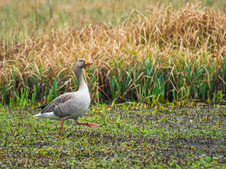 Greylag Goose (Anser anser)