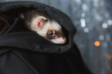 The ferret plays on a festive background and hides in the hood