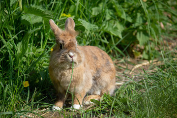 Brauner Hase hüpft fröhlich durch eine Wiese