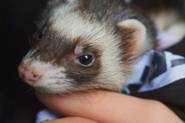 The ferret plays on a festive background and hides in the hood