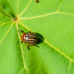 Colorado beetle on a leaf of a plant. Adult striped Colorado bee