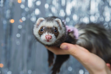 The ferret plays on a festive background and hides in the hood