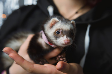 The ferret plays on a festive background and hides in the hood