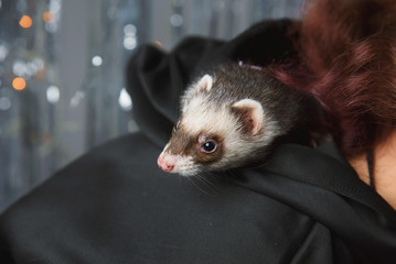 The ferret plays on a festive background and hides in the hood
