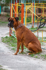 Red dog breed German boxer with uncropped ears with leather leash in a strict collar female