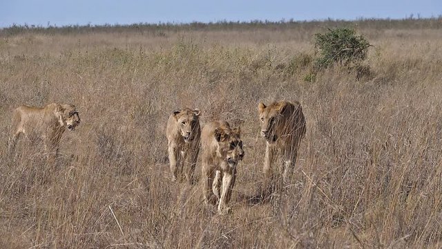 African Lion, panthera leo, Group walking through Savannah, Nairobi Park in Kenya, Slow motion