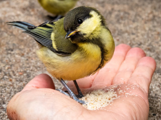 great tit bird feeding on seeds in hand