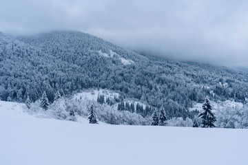 Scenic view of beautiful winter mountains and hills with fir trees covered with snow. Foggy day