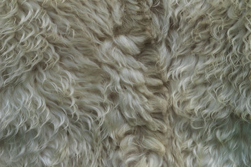 Skin with white fur. Strands of white hair. Unwashed dirty wool. Sheep fur.