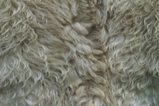 Skin with white fur. Strands of white hair. Unwashed dirty wool. Sheep fur.  Stock Photo | Adobe Stock