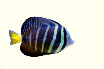 Sailfin Tang fish - (Zebrasoma velifer) 