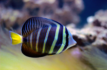 Fototapeta na wymiar Sailfin Tang fish - (Zebrasoma velifer) 