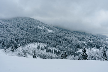 Fototapeta na wymiar Scenic landscape view of fir trees covered with snow in beautiful winter mountains. Gloomy day