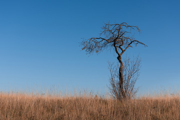 Old lonely tree on the background of blue sky and red grass.