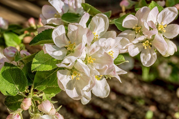 Flowering branch of apple-tree on blurred background, close-up