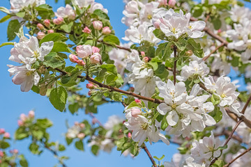 White delicate flowers of apple tree