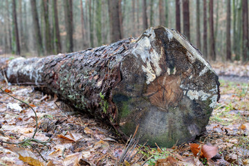 Mold on the trunks of wood in the forest. Wood stacked.