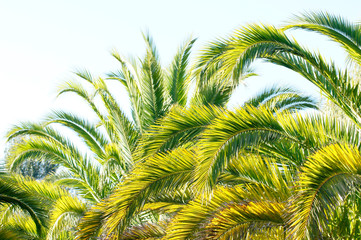 Fototapeta premium palm trees branches in tropical beach