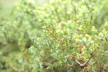 Juniperus schlager