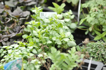 Lamium maculatum shell pink