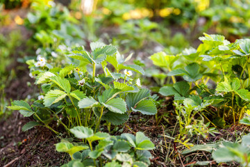 Industrial cultivation of strawberries. Bush of strawberry with flower in spring or summer garden bed. Natural growing of berries on farm. Eco healthy organic food horticulture concept background
