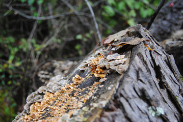 Fototapeta na wymiar Lichen on Log