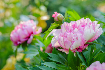Beautiful tree peonies on a sunny day in the garden. © liubovyashkir