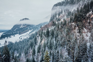 Winter pine forest in the Bavarian Alps with snow