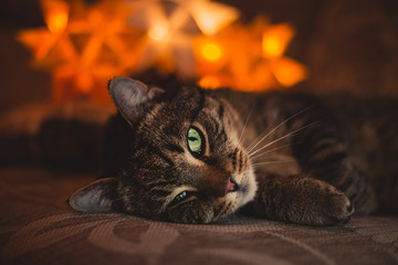 Potrait of stripped cat laying on the sofa  with orange lights on backround. Old cat with an injured eye laying in dark with lamp light on behind. Close up of illuminated tomcat.
