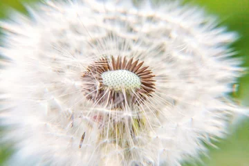 Foto op Canvas Dandelion seeds blowing in wind in summer field background. Change growth movement and direction concept. Inspirational natural floral spring or summer garden or park. Ecology nature landscape © Юлия Завалишина