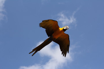 Ara Papagei fliegt © Imagecreator