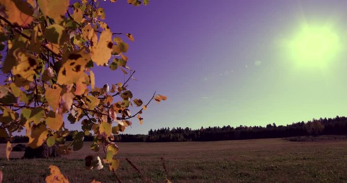 Vintage style film about autumn. Sunny day, strong wind, wide field, aspens, bright sun, yellow leaves.