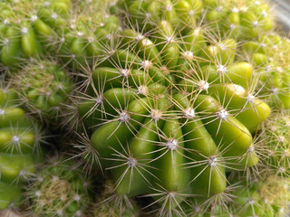Close-up picture of green cactus with bright spikes - image
