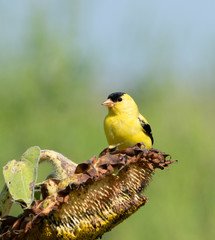 American goldfinch (spinus tristis) perched on a sunflower looking at camera. 