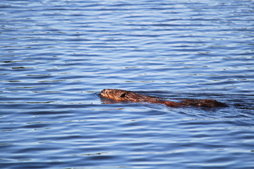 Fototapeta premium A beaver swimming in wavy blue water