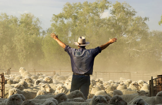 Mustering merino sheep in the west of New South Wales, Australia.
