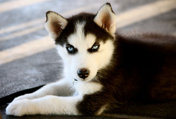 Husky puppy with blue eyes