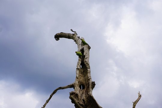 papugi na martwym drzewie 