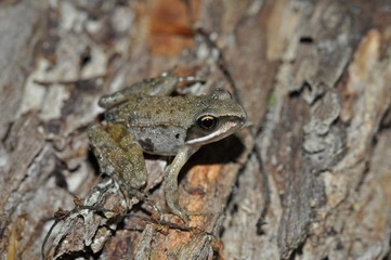 Wood frog posing up close on log