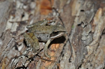 Wood frog posing up close on log