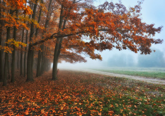 autumn forest. foggy morning in the fairy forest. picturesque morning