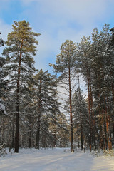 Beautiful winter landscape. Winter forest in the snow.