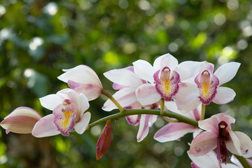 Cymbidium orchid, Orissa Christmas tree, Orchid family