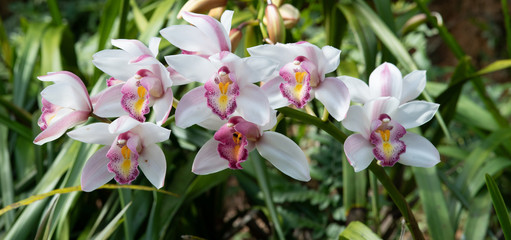 Cymbidium orchid, Orissa Christmas tree, Orchid family - obrazy, fototapety, plakaty