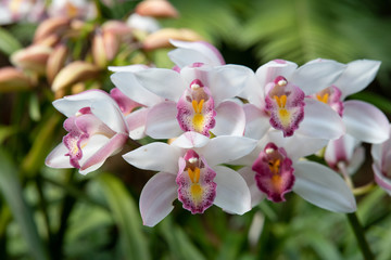 Cymbidium orchid, Orissa Christmas tree, Orchid family