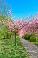 Alley of blossoming cherry trees called "Mauer Weg" (English: Wall Path) following the path of the former Wall in Berlin