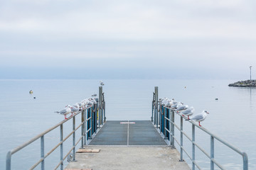 Obraz premium Perspective view at pier with beautiful tranquil atmosphere of misty, cloudy sky over lake Geneva without people and group of birds on railing in Lausanne, Switzerland on evening twilight time.