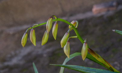 Cymbidium orchid, Orissa Christmas tree, Orchid family