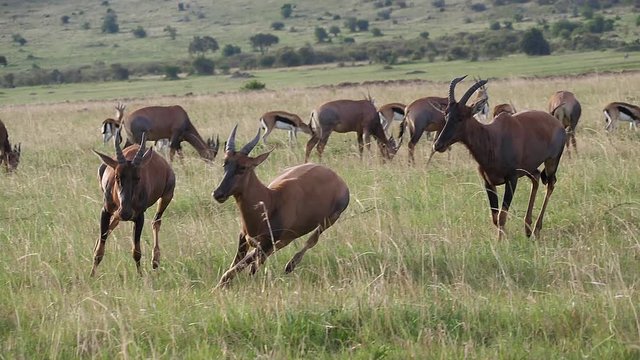 Topi, damaliscus korrigum, Group running through Savannah, Fighting, Masai Mara Park in Kenya, slow motion